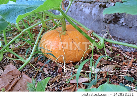 Ripe orange pumpkin nestles among vines in garden bed. Ripe orange pumpkin nestles among vines in garden bed. 142928131