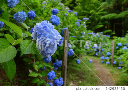 Hydrangea at Daikozenji Temple Hydrangea at Daikozenji Temple 142928430