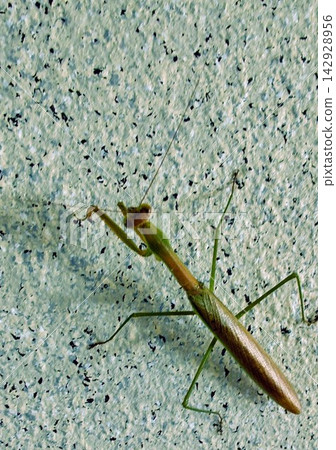 Praying mantis (late September) Praying mantis (late September) 142928956