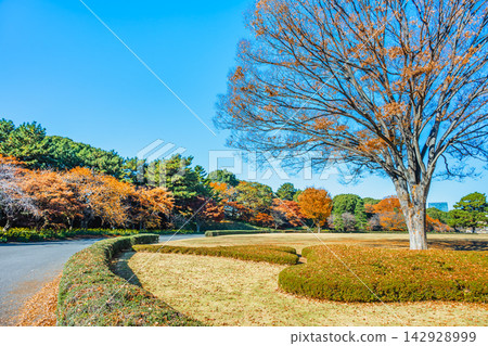 Autumn foliage at the East Garden of the Imperial Palace Autumn foliage at the East Garden of the Imperial Palace 142928999