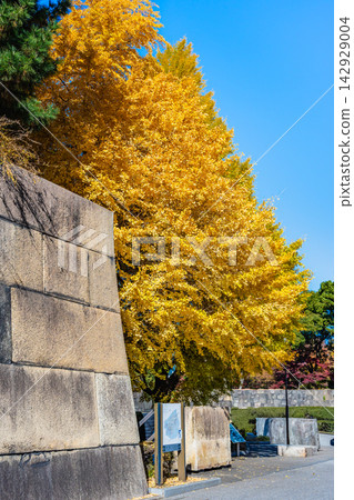 皇宮東花園的秋葉 142929004