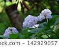 Hydrangea indica 142929057