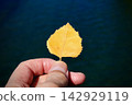 Yellow leaves held in hand 142929119