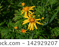 Polygonum thunbergii in Tadehara Marsh 142929207