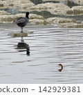 Small dinosaurs surface 142929381