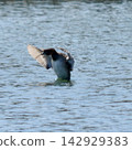 It's flapping its wings. 142929383