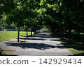 Avenue of trees in the park 142929434