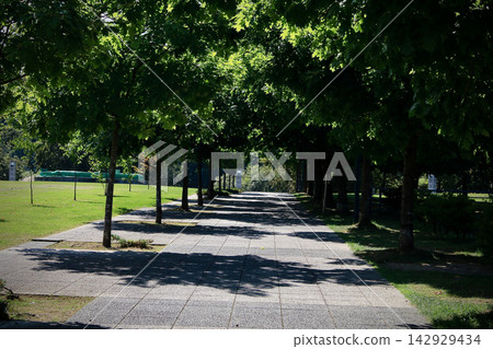 Avenue of trees in the park Avenue of trees in the park 142929434