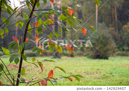 Young tree displays green and orange leaves along slender branches. Young tree displays green and orange leaves along slender branches. 142929487