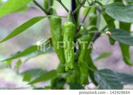 Fushimi chilies Fushimi chilies 142929684