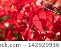 Mayumi 142929936