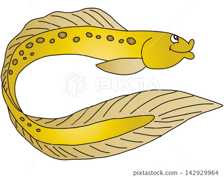 Hand-drawn fish illustration ☆ Moray eel Hand-drawn fish illustration ☆ Moray eel 142929964