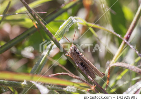 Macro of a brown field grasshopper perched on grass blades in natural sunlight Macro of a brown field grasshopper perched on grass blades in natural sunlight 142929995