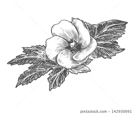 Hand drawn sketch of an okra flower and fresh foliage. Detailed vector illustration bhindi. Botanical drawing in an engraving style. Ink style okra clipart. Hand drawn sketch of an okra flower and fresh foliage. Detailed vector illustration bhindi. Botanical drawing in an engraving style. Ink style okra clipart. 142930091