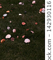 Fallen leaves on the lawn 142930116