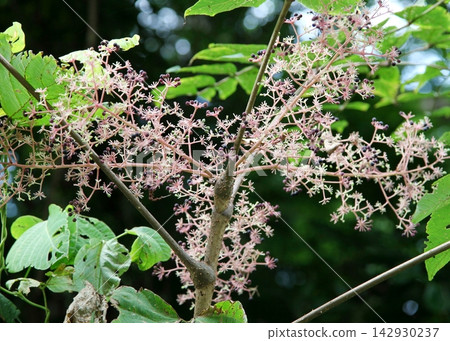 Flowers and fruits of Tarunoki Flowers and fruits of Tarunoki 142930237