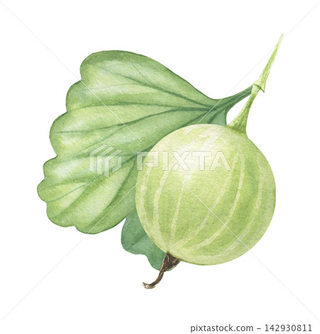 Green gooseberry with leaf. Hand-painted watercolor illustration isolated on white for packaging, branding, food labels, logo, recipes, menu, cookbooks, organic products, gardening, print design Green gooseberry with leaf. Hand-painted watercolor illustration isolated on white for packaging, branding, food labels, logo, recipes, menu, cookbooks, organic products, gardening, print design 142930811