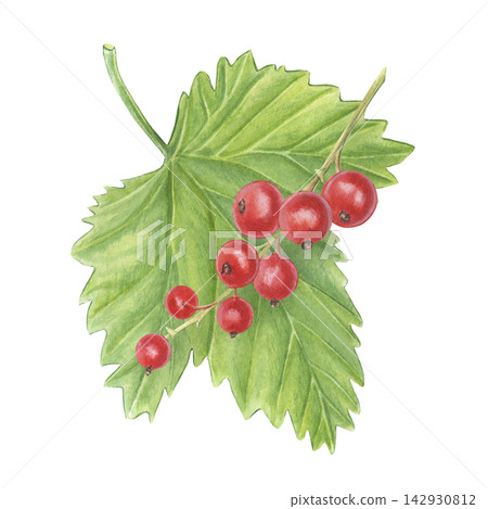 Redcurrant cluster, leaf. Hand-painted watercolor illustration isolated on white for packaging, branding, food label, logo, recipes, menu, jam, beverages, stationery, textile, cosmetic, print design Redcurrant cluster, leaf. Hand-painted watercolor illustration isolated on white for packaging, branding, food label, logo, recipes, menu, jam, beverages, stationery, textile, cosmetic, print design 142930812