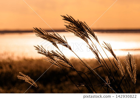 A nostalgic scene of pampas grass swaying in the wind by the water's edge at dusk in autumn. A nostalgic scene of pampas grass swaying in the wind by the water's edge at dusk in autumn. 142930822