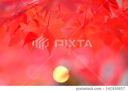 Image of orange autumn leaves 142930857