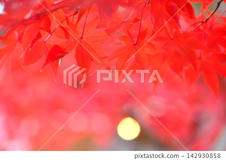 橙色秋葉的圖片 橙色秋葉的圖片 142930858