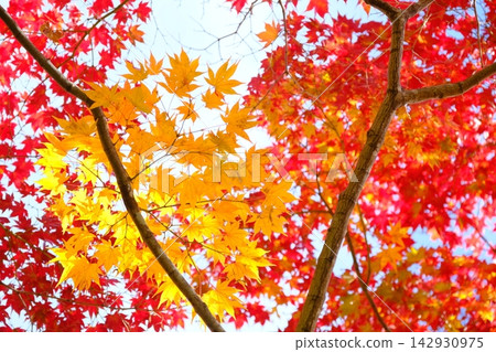 Image material of autumn leaves with gradient colors Image material of autumn leaves with gradient colors 142930975