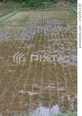A scene of rice planting in spring at "Jike Furusato Village," a quintessential Japanese landscape. A scene of rice planting in spring at "Jike Furusato Village," a quintessential Japanese landscape. 142931139