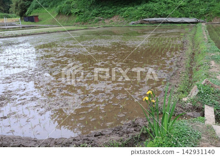 A scene of rice planting in spring at "Jike Furusato Village," a quintessential Japanese landscape. A scene of rice planting in spring at "Jike Furusato Village," a quintessential Japanese landscape. 142931140