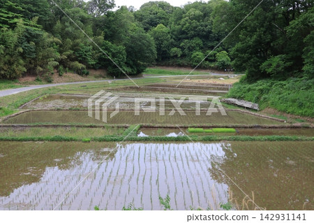 A scene of rice planting in spring at "Jike Furusato Village," a quintessential Japanese landscape. A scene of rice planting in spring at "Jike Furusato Village," a quintessential Japanese landscape. 142931141