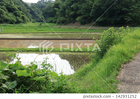 這是橫濱市保留下來的典型的日本鄉村「慈家古鄉」春天插秧的景象。 這是橫濱市保留下來的典型的日本鄉村「慈家古鄉」春天插秧的景象。 142931252