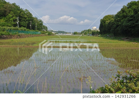 這是橫濱市保留下來的典型的日本鄉村「慈家古鄉」春天插秧的景象。 這是橫濱市保留下來的典型的日本鄉村「慈家古鄉」春天插秧的景象。 142931266