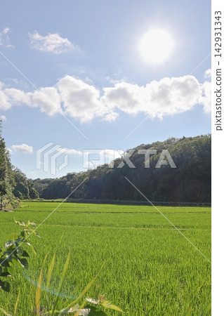 這是橫濱市保留下來的典型的日本鄉村「慈家古鄉」夏季插秧的景象。 142931343