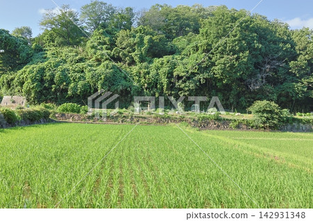 這是橫濱市保留下來的典型的日本鄉村「慈家古鄉」夏季插秧的景象。 這是橫濱市保留下來的典型的日本鄉村「慈家古鄉」夏季插秧的景象。 142931348
