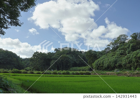 這是橫濱市保留下來的典型的日本鄉村「慈家古鄉」夏季插秧的景象。 這是橫濱市保留下來的典型的日本鄉村「慈家古鄉」夏季插秧的景象。 142931443