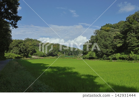 這是橫濱市保留下來的典型的日本鄉村「慈家古鄉」夏季插秧的景象。 142931444