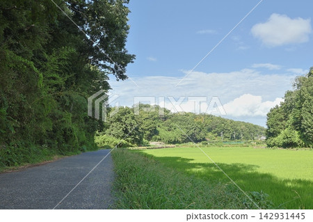 這是橫濱市保留下來的典型的日本鄉村「慈家古鄉」夏季插秧的景象。 這是橫濱市保留下來的典型的日本鄉村「慈家古鄉」夏季插秧的景象。 142931445
