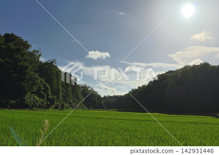這是橫濱市保留下來的典型的日本鄉村「慈家古鄉」夏季插秧的景象。 這是橫濱市保留下來的典型的日本鄉村「慈家古鄉」夏季插秧的景象。 142931446