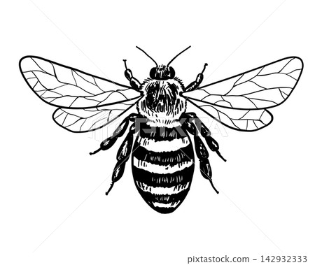 Flying honeybee realistic sketch. Wild insect drawing featuring detailed wings and body, ideal for agriculture and pollination-themed projects. Flying honeybee realistic sketch. Wild insect drawing featuring detailed wings and body, ideal for agriculture and pollination-themed projects. 142932333