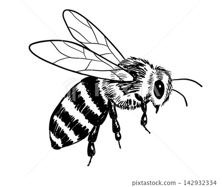 Vintage bee illustration. Hand-drawn honeybee sketch in classic etching style, perfect for natural apiary designs and beekeeping artwork. 142932334