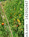 Ripe Tomatoes Growing on the Vine in a Vegetable Garden Ripe Tomatoes Growing on the Vine in a Vegetable Garden 142932447