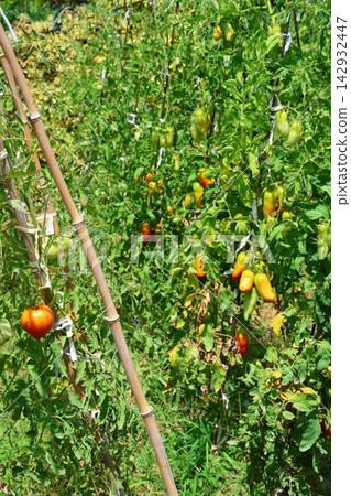 Ripe Tomatoes Growing on the Vine in a Vegetable Garden Ripe Tomatoes Growing on the Vine in a Vegetable Garden 142932447