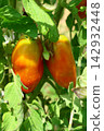 Ripe Tomatoes Growing on the Vine in a Vegetable Garden Ripe Tomatoes Growing on the Vine in a Vegetable Garden 142932448