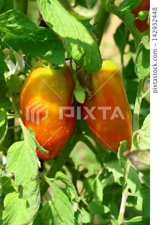 Ripe Tomatoes Growing on the Vine in a Vegetable Garden Ripe Tomatoes Growing on the Vine in a Vegetable Garden 142932448