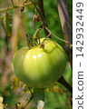 Ripe Tomatoes Growing on the Vine in a Vegetable Garden Ripe Tomatoes Growing on the Vine in a Vegetable Garden 142932449