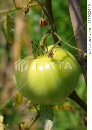 Ripe Tomatoes Growing on the Vine in a Vegetable Garden Ripe Tomatoes Growing on the Vine in a Vegetable Garden 142932449