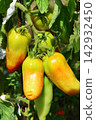 Ripe Tomatoes Growing on the Vine in a Vegetable Garden Ripe Tomatoes Growing on the Vine in a Vegetable Garden 142932450
