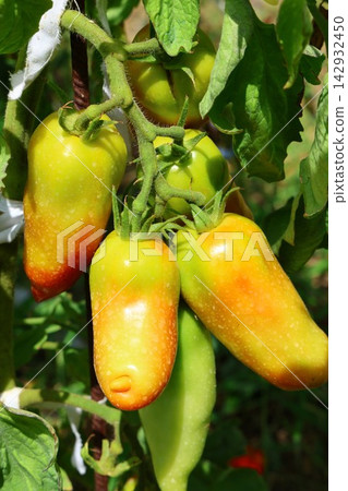 Ripe Tomatoes Growing on the Vine in a Vegetable Garden Ripe Tomatoes Growing on the Vine in a Vegetable Garden 142932450