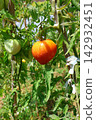 Ripe Tomatoes Growing on the Vine in a Vegetable Garden Ripe Tomatoes Growing on the Vine in a Vegetable Garden 142932451