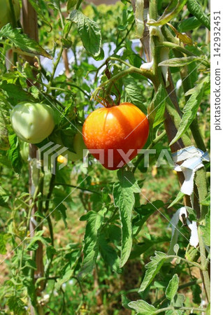 Ripe Tomatoes Growing on the Vine in a Vegetable Garden Ripe Tomatoes Growing on the Vine in a Vegetable Garden 142932451