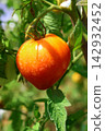 Ripe Tomatoes Growing on the Vine in a Vegetable Garden Ripe Tomatoes Growing on the Vine in a Vegetable Garden 142932452
